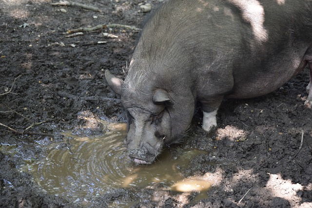马特乌斯：施洛特贝克去其他队能赚更多，但多特的前景非常棒